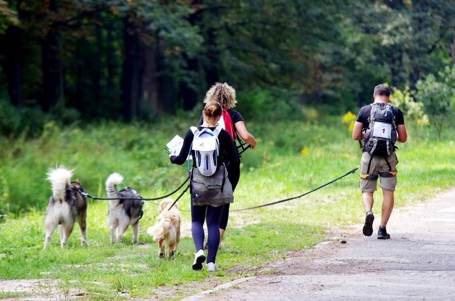 Dogtrekking – bieg z psem